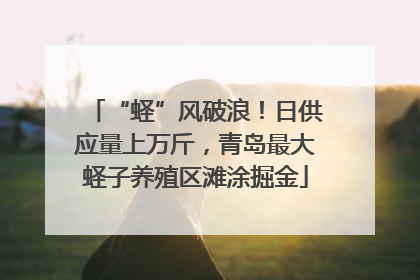 “蛏”风破浪！日供应量上万斤，青岛最大蛏子养殖区滩涂掘金