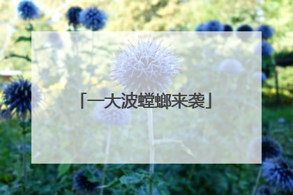 一大波螳螂来袭