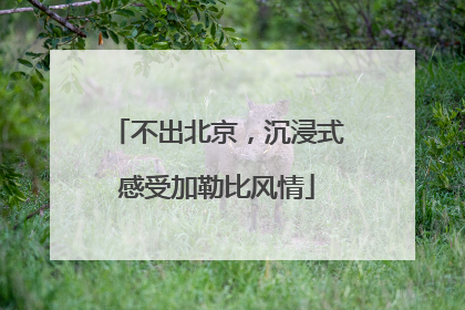 不出北京，沉浸式感受加勒比风情
