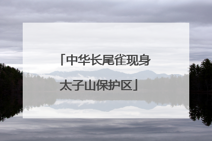 中华长尾雀现身太子山保护区