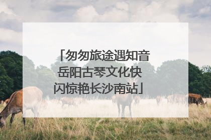 匆匆旅途遇知音 岳阳古琴文化快闪惊艳长沙南站