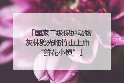 国家二级保护动物灰林鸮光临竹山上庸“鲜花小镇”