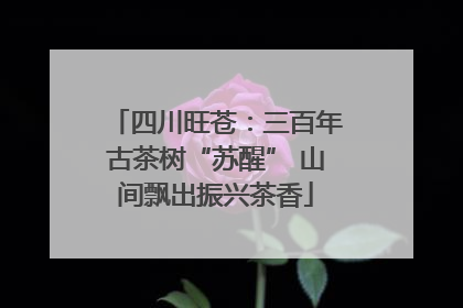 四川旺苍：三百年古茶树“苏醒” 山间飘出振兴茶香