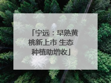 宁远：早熟黄桃新上市 生态种植助增收