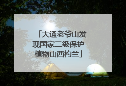 大通老爷山发现国家二级保护植物山西杓兰