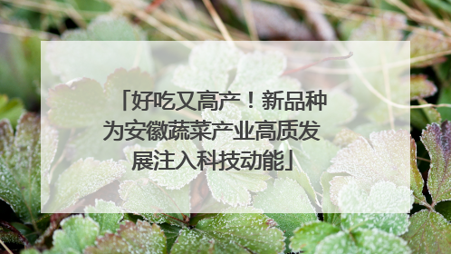 好吃又高产！新品种为安徽蔬菜产业高质发展注入科技动能