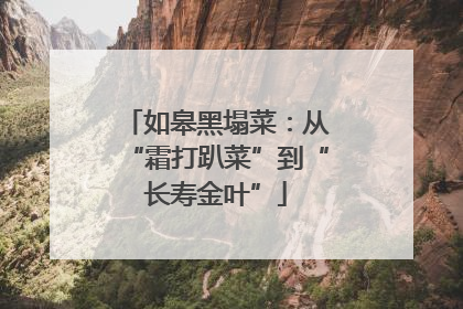 如皋黑塌菜：从“霜打趴菜”到“长寿金叶”