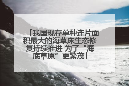 我国现存单种连片面积最大的海草床生态修复持续推进 为了“海底草原”更繁茂