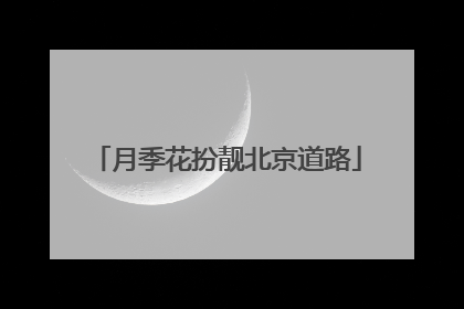 月季花扮靓北京道路