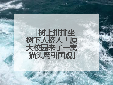树上排排坐 树下人挤人！厦大校园来了一窝猫头鹰引围观