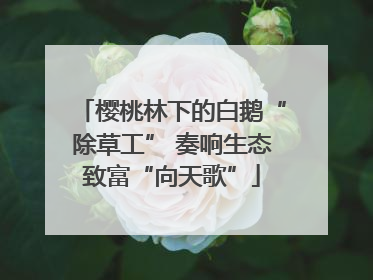 樱桃林下的白鹅“除草工” 奏响生态致富“向天歌”
