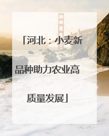 河北：小麦新品种助力农业高质量发展