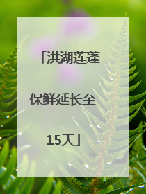 洪湖莲蓬保鲜延长至15天