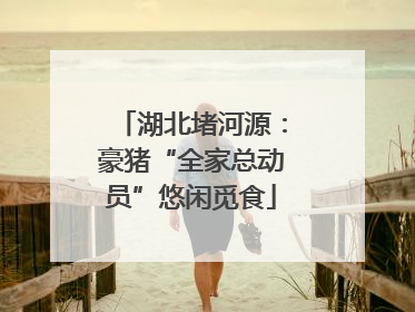 湖北堵河源：豪猪“全家总动员”悠闲觅食
