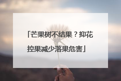 芒果树不结果？抑花控果减少落果危害