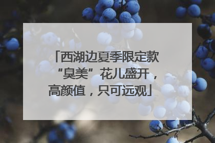 西湖边夏季限定款“臭美”花儿盛开，高颜值，只可远观