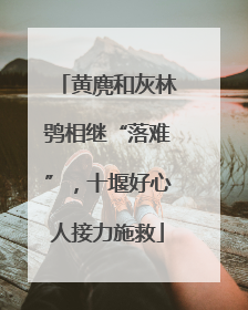 黄麂和灰林鸮相继“落难”，十堰好心人接力施救