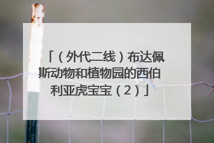 （外代二线）布达佩斯动物和植物园的西伯利亚虎宝宝（2）